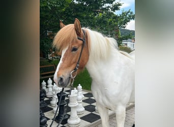 Icelandic Horse, Mare, 8 years, 13.2 hh, Pinto