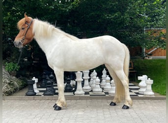 Icelandic Horse, Mare, 8 years, 13.2 hh, Pinto