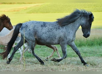 Icelandic Horse, Mare, 8 years, 13.2 hh, Roan-Blue