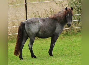 Icelandic Horse, Mare, 8 years, 13.2 hh, Roan-Blue