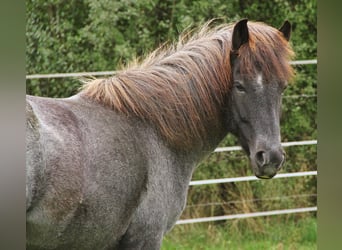 Icelandic Horse, Mare, 8 years, 13.2 hh, Roan-Blue