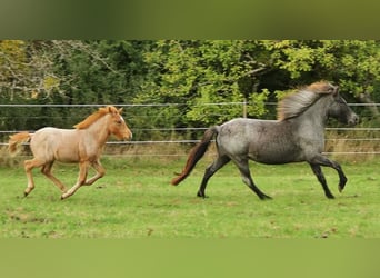 Icelandic Horse, Mare, 8 years, 13.2 hh, Roan-Blue