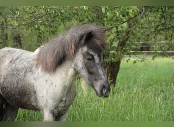 Icelandic Horse, Mare, 8 years, 13.2 hh, Roan-Blue