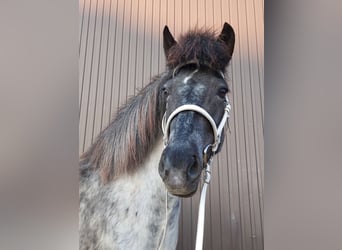 Icelandic Horse, Mare, 8 years, 13.2 hh, Roan-Blue