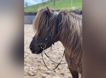 Icelandic Horse, Mare, 8 years, 13.2 hh, Smoky-Black
