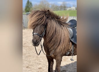 Icelandic Horse, Mare, 8 years, 13.2 hh, Smoky-Black