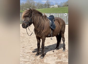Icelandic Horse, Mare, 8 years, 13.2 hh, Smoky-Black