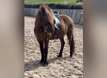 Icelandic Horse, Mare, 8 years, 13.2 hh, Smoky-Black