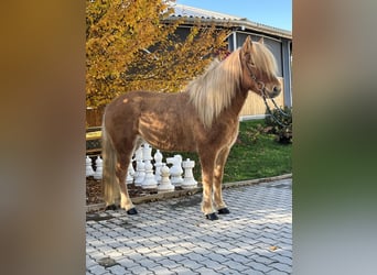 Icelandic Horse, Mare, 8 years, 13.3 hh, Chestnut-Red