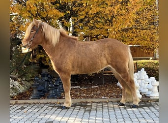 Icelandic Horse, Mare, 8 years, 13.3 hh, Chestnut-Red
