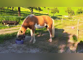 Icelandic Horse, Mare, 8 years, 13.3 hh, Pinto