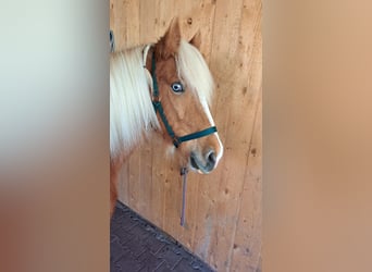 Icelandic Horse, Mare, 8 years, 13.3 hh, Pinto