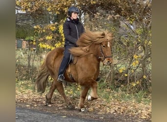 Icelandic Horse, Mare, 8 years, 13 hh, Chestnut-Red