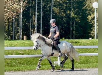 Icelandic Horse, Mare, 8 years, 13 hh, Gray-Dapple