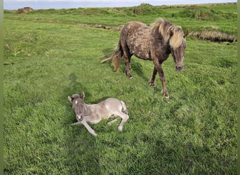 Icelandic Horse, Mare, 8 years, 13,1 hh