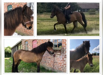 Icelandic Horse, Mare, 8 years, 13,2 hh, Brown