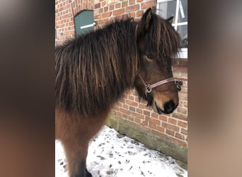 Icelandic Horse, Mare, 8 years, 13,2 hh, Brown