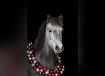 Icelandic Horse, Mare, 8 years, 13,2 hh, Grey-Dapple