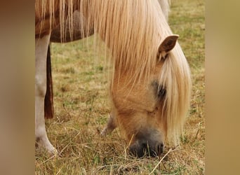 Icelandic Horse, Mare, 8 years, 13,2 hh, Pinto