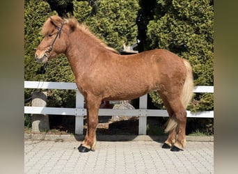 Icelandic Horse, Mare, 8 years, 13,3 hh, Chestnut-Red