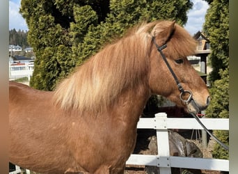 Icelandic Horse, Mare, 8 years, 13,3 hh, Chestnut-Red