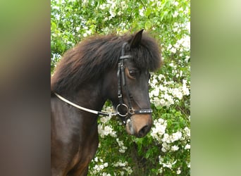 Icelandic Horse, Mare, 8 years, 14.1 hh, Brown