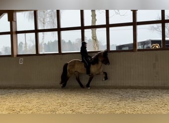 Icelandic Horse, Mare, 8 years, 14.2 hh, Dun