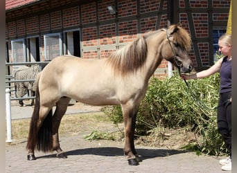 Icelandic Horse, Mare, 8 years, 14.2 hh, Dun