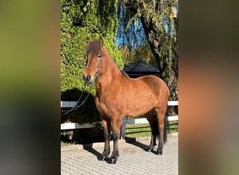 Icelandic Horse, Mare, 8 years, 14 hh, Brown