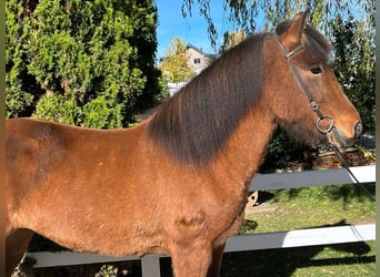 Icelandic Horse, Mare, 8 years, 14 hh, Brown