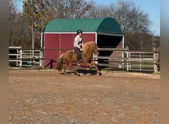 Icelandic Horse, Mare, 8 years, 14 hh, Chestnut-Red