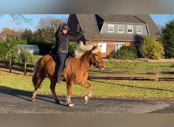 Icelandic Horse, Mare, 8 years, 14 hh, Dun