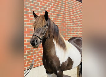 Icelandic Horse, Mare, 8 years, 14 hh, Pinto