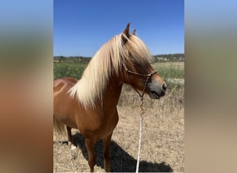 Icelandic Horse, Mare, 8 years, 14,1 hh, Chestnut-Red