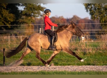 Icelandic Horse, Mare, 8 years, 15 hh, Dun