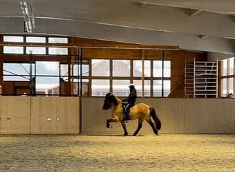 Icelandic Horse, Mare, 8 years, 15 hh, Dun