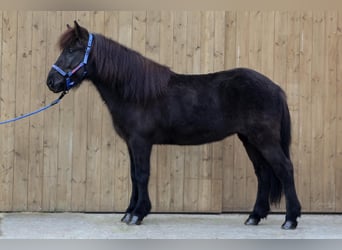 Icelandic Horse, Mare, 8 years, Black