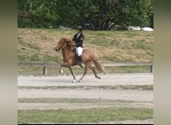 Icelandic Horse, Mare, 8 years, Chestnut-Red