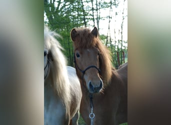 Icelandic Horse, Mare, 8 years, Chestnut-Red