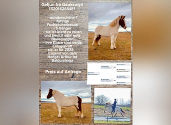 Icelandic Horse, Mare, 8 years, Pinto