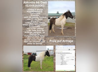 Icelandic Horse, Mare, 8 years, Pinto