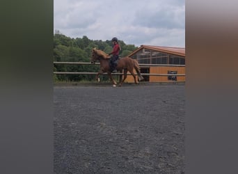 Icelandic Horse, Mare, 9 years, 13.1 hh, Chestnut-Red
