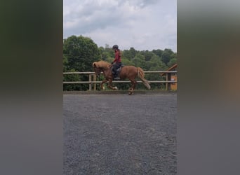 Icelandic Horse, Mare, 9 years, 13.1 hh, Chestnut-Red