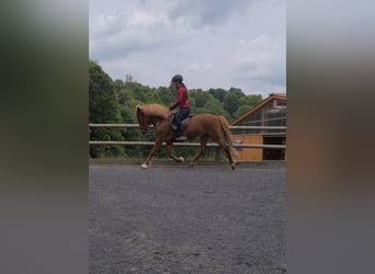 Icelandic Horse, Mare, 9 years, 13.1 hh, Chestnut-Red
