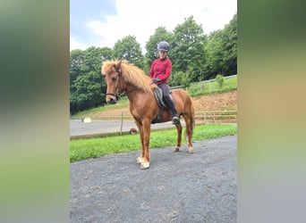 Icelandic Horse, Mare, 9 years, 13.1 hh, Chestnut-Red