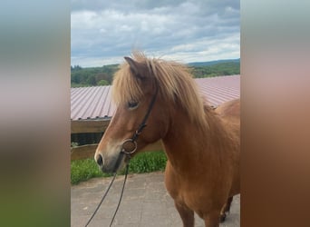 Icelandic Horse, Mare, 9 years, 13.1 hh, Chestnut-Red