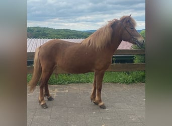 Icelandic Horse, Mare, 9 years, 13.1 hh, Chestnut-Red