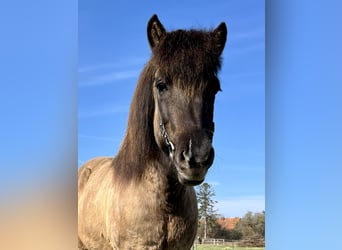 Icelandic Horse, Mare, 9 years, 13.1 hh, Dun