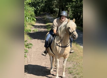 Icelandic Horse, Mare, 9 years, 13.1 hh, Pinto