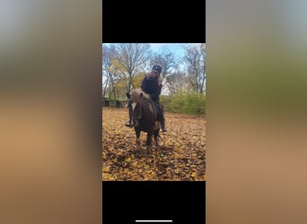 Icelandic Horse, Mare, 9 years, 13.1 hh, Pinto